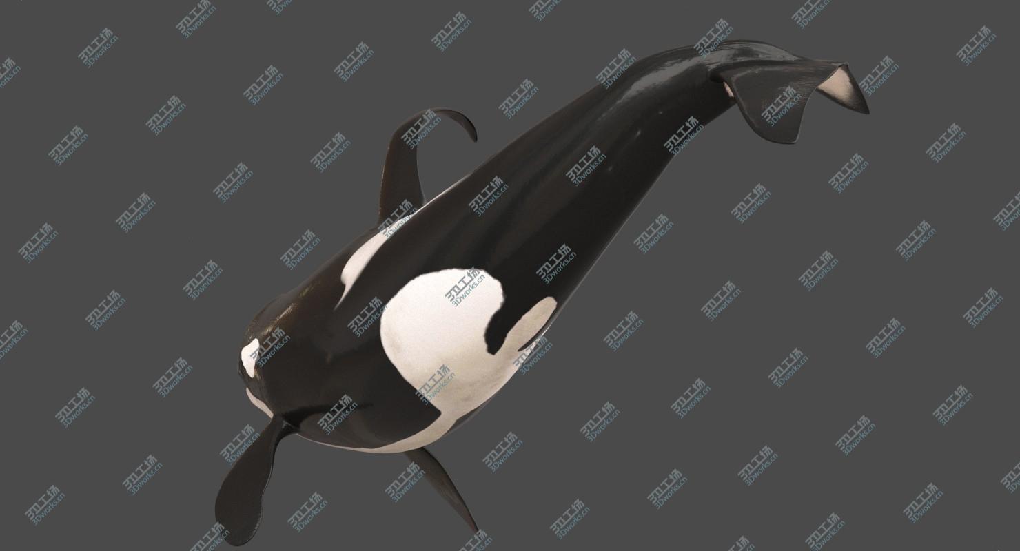 images/goods_img/20210313/Killer Whale Adult Rigged/3.jpg